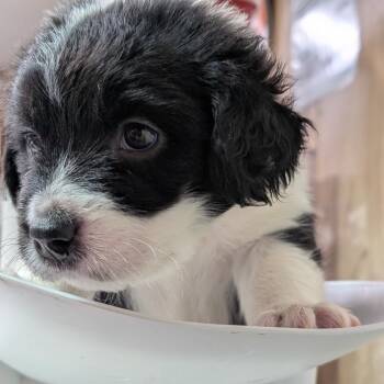 Gracie -  Mixed Breed Dog for Adoption in Leander, Texas - Gracie | PetCurious