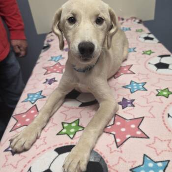Puptart -  Labrador Retriever and Border Collie Dog for Adoption in Lacona, New York - Puptart | PetCurious