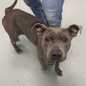 Pit Bull Terrier Dogs Available for Adoption in Abilene, Texas - Lena | PetCurious