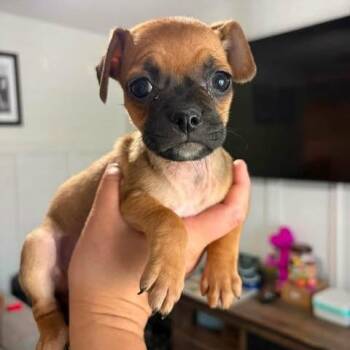 Quinnleigh -  Pug and Chihuahua Dog for Adoption in Alma, Wisconsin - Quinnleigh | PetCurious