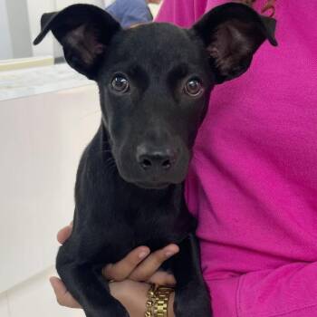 Chim Chim - The Snuggle Bug -  Black Labrador Retriever and Shepherd Dog for Adoption in Carolina, Carolina - Chim Chim - The Snuggle Bug | PetCurious