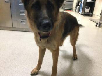 OLIVIA -  German Shepherd Dog Dog for Adoption in Riverside, California - OLIVIA | PetCurious