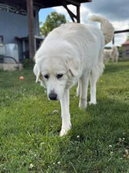 Luna -  Great Pyrenees and Maremma Sheepdog Dog for Adoption in Augusta, West Virginia - Luna | PetCurious