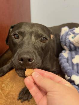 Hedy Lamar -  Mixed Breed Dog for Adoption in Memphis, Tennessee - Hedy Lamar | PetCurious