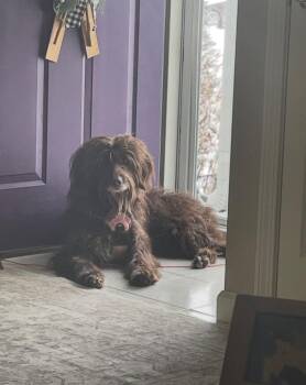 Australian Shepherd and Poodle Dogs Available for Adoption - Cocoa | PetCurious