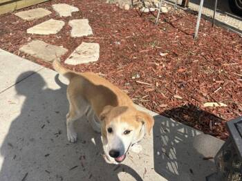 Shepherd and Husky Dogs Available for Adoption - Teddy | PetCurious