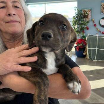 Magic*/pinto -  Labrador Retriever Dog for Adoption in Kingman, Arizona - Magic*/pinto | PetCurious