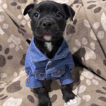 Pit Bull Terrier and Mixed Breed Dogs Available for Adoption - Owala | PetCurious