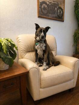 Great Dane and Australian Cattle Dog Blue Heeler Dogs Available for Adoption in Dallas, Texas - Holly | PetCurious