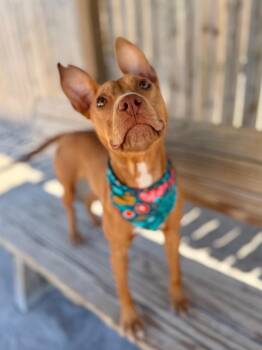 Neve -  Mixed Breed Dog for Adoption in Muskegon, Michigan - Neve | PetCurious