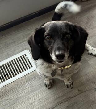 Layla aka Noodle -  Dachshund and Beagle Dog for Adoption in West Peoria, Illinois - Layla Aka Noodle | PetCurious