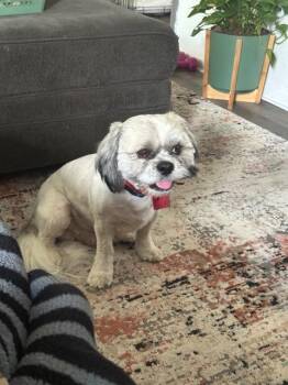Teddy -  Shih Tzu Dog for Adoption in Hampton, Virginia - Teddy | PetCurious