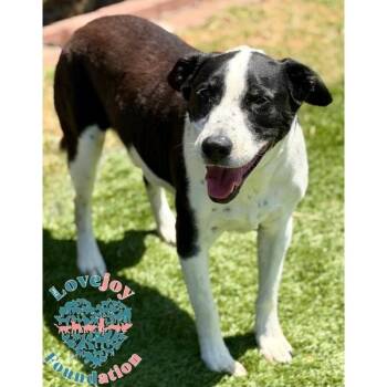 Duke MB -  Pit Bull Terrier Dog for Adoption in Inglewood, California - Duke MB | PetCurious