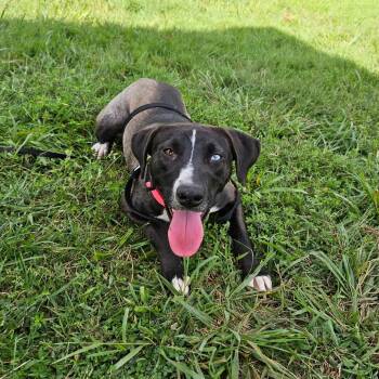 Rescue Mountain Cur and Mixed Breed Dogs for Adoption in Fairfax Station, Virginia - Annie | PetCurious