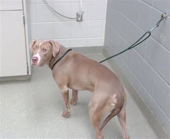 BARACK -  Boxer and Mixed Breed Dog for Adoption in Omaha, Nebraska - BARACK | PetCurious