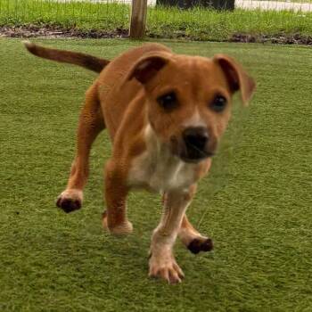 Bloom 0755 -  Mixed Breed Dog for Adoption in Loxahatchee Groves, Florida - Bloom 0755 | PetCurious