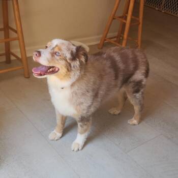 Ginger -  Australian Shepherd Dog for Adoption in Alexandria, Virginia - Ginger | PetCurious