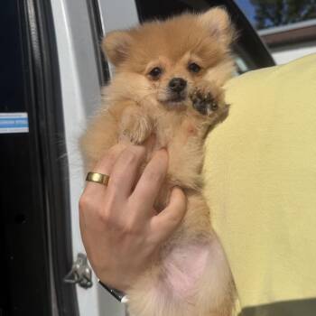 Okami -  Pomeranian Dog for Adoption in Northbrook, Illinois - Okami | PetCurious