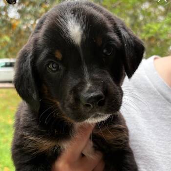 Hound Dogs Available for Adoption in Richmond, Virginia - Glacier | PetCurious