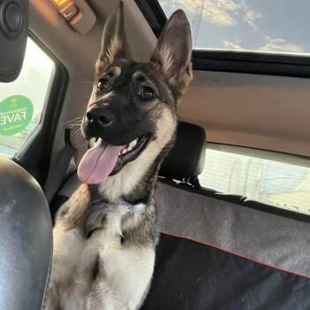 German Shepherd Dog Dogs Available for Adoption - LITTLE BELLA GS | PetCurious