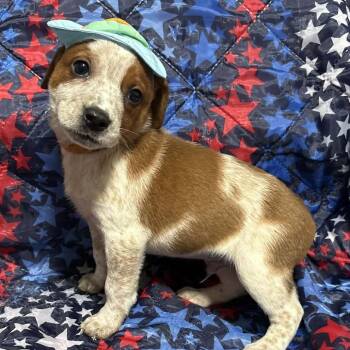 Pointer and Mixed Breed Dogs Available for Adoption in Fredericksburg, Virginia - Lighting Logan | PetCurious