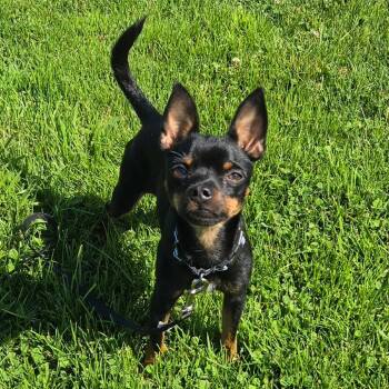 Knucklehead -  Chihuahua and Miniature Pinscher Dog for Adoption in Pacifica, California - Knucklehead | PetCurious