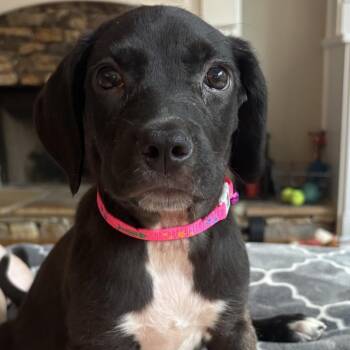 ALPHARETTA - Beth -  Hound and Mixed Breed Dog for Adoption in Blairsville, Georgia - ALPHARETTA - Beth | PetCurious
