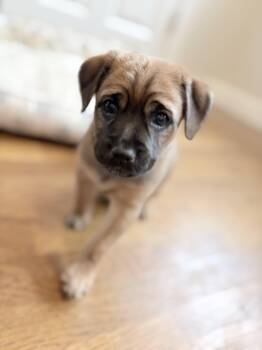 Cinnamon Spice - Local Pup -  Beagle and Lakeland Terrier Dog for Adoption in Andover, Massachusetts - Cinnamon Spice - Local Pup | PetCurious