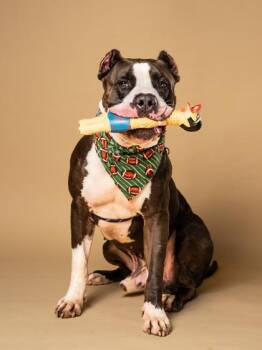 Rick Sanchez -  Pit Bull Terrier and Mixed Breed Dog for Adoption in Atlanta, Georgia - Rick Sanchez | PetCurious