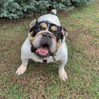 Dumpling -  English Bulldog Dog for Adoption in Denver, Colorado - Dumpling | PetCurious