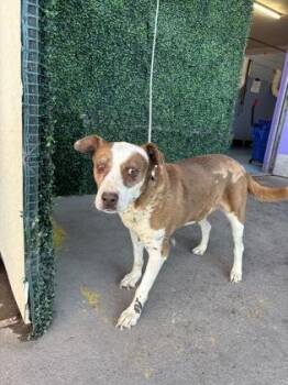 KALI -  Pit Bull Terrier and Shepherd Dog for Adoption in El Paso, Texas - KALI | PetCurious