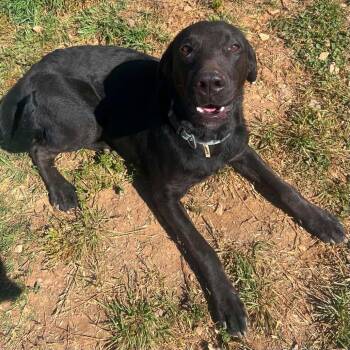 Lola * -  Black Labrador Retriever Dog for Adoption in Hackett, Arkansas - Lola * | PetCurious