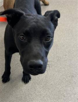 VADER -  Labrador Retriever and Mixed Breed Dog for Adoption in San Bernardino, California - VADER | PetCurious