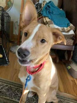 Rescue Mixed Breed Dogs for Adoption in Dekalb, Illinois - Duke | PetCurious