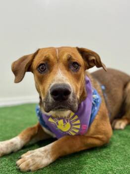Rhodesian Ridgeback and Labrador Retriever Dogs Available for Adoption - Zeke | PetCurious