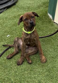 Woody -  Boxer Dog for Adoption in Kutztown, Pennsylvania - Woody | PetCurious