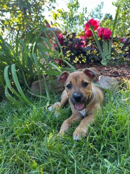 Rescue Terrier and Black Mouth Cur Dogs for Adoption in Valley Park, Oklahoma - Quincy | PetCurious