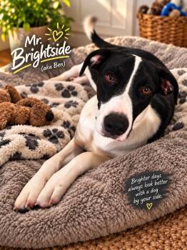 Mr. Brightside (aka Ben) -  Border Collie and German Shorthaired Pointer Dog for Adoption in Livingston, Texas - Mr. Brightside (aka Ben) | PetCurious
