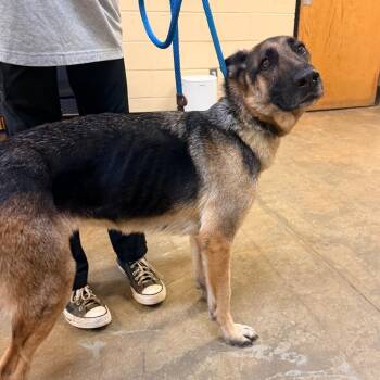 Hornet -  German Shepherd Dog Dog for Adoption in Corinth, Mississippi - Hornet | PetCurious