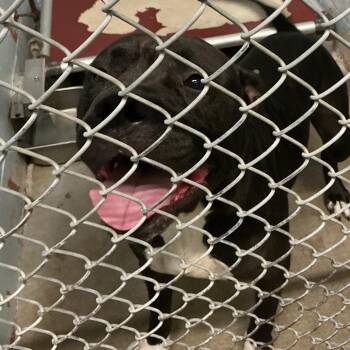 Pit Bull Terrier Dogs Available for Adoption in Saint Joseph, Missouri - Sirus (Goliath) | PetCurious