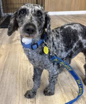 Miniature Poodle and Poodle Dogs Available for Adoption in North Olmsted, Ohio - Theodore | PetCurious