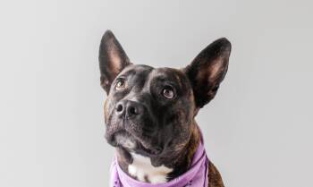 Hattie Mae -  Dutch Shepherd Dog for Adoption in Plaquemine, Louisiana - Hattie Mae | PetCurious