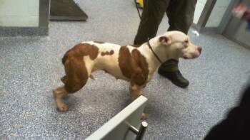 A1268781 -  Pit Bull Terrier Dog for Adoption in Charlotte, North Carolina - A1268781 | PetCurious