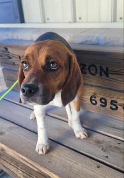 Rescue Beagle Dogs for Adoption in Saint Clairsville, Ohio - Koby Teeth | PetCurious