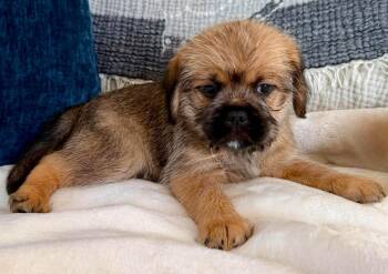 Rocco -  Brussels Griffon and Pug Dog for Adoption in Orange, California - Rocco | PetCurious