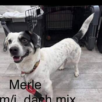 Dachshund Dogs Available for Adoption - Merle | PetCurious