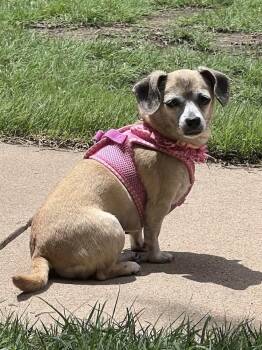 Ginny -  Chiweenie Dog for Adoption in Great Bend, Kansas - Ginny | PetCurious