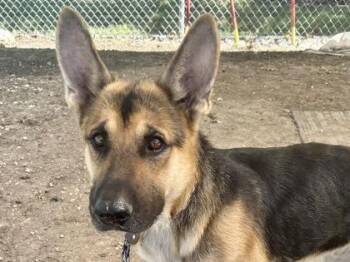 Yuri -  Mixed Breed Dog for Adoption in Georgetown, Texas - Yuri | PetCurious