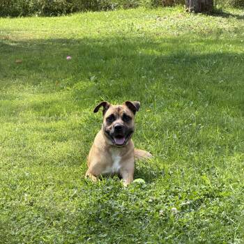 Arlo -  Black Mouth Cur and Terrier Dog for Adoption in Rocky Point, New York - Arlo | PetCurious