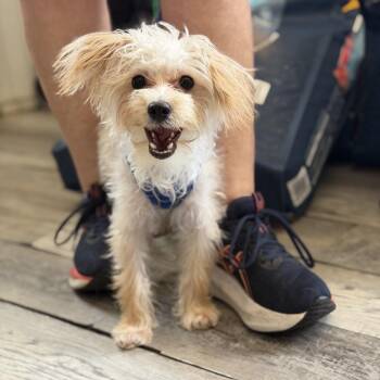 Chevy Levee (Benefactor Puppy) -  Yorkshire Terrier and Maltese Dog for Adoption in Abbotsford, British Columbia - Chevy Levee (Benefactor Puppy) | PetCurious